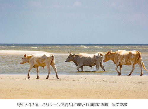野生の牛3頭、ハリケーンで約3キロ流され海岸に漂着　米南東部